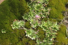 Craterostigma wilmsii