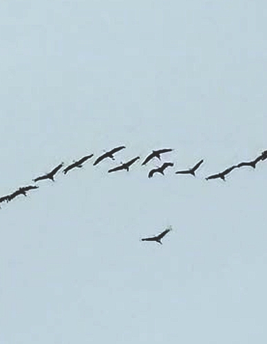 Common Crane