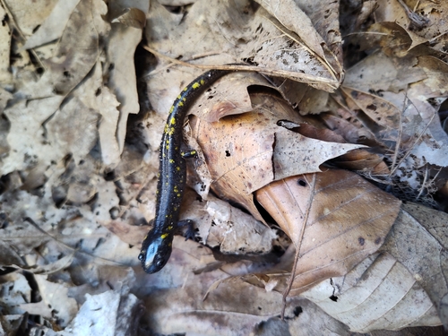 Spotted Salamander observed by agrippa313