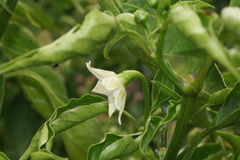 Capsicum baccatum