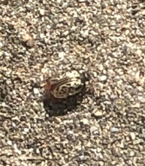 Calligrapha multipunctata