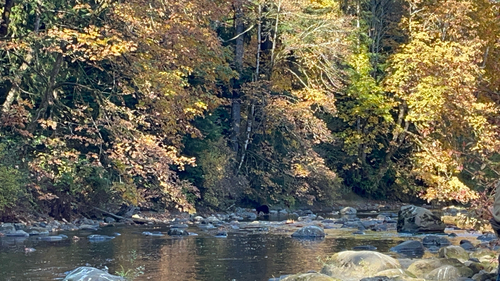 Black Bear sighting near Campbell River