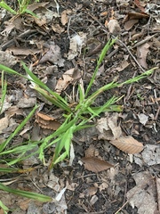 Carex leptonervia
