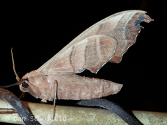 Marumba dyras