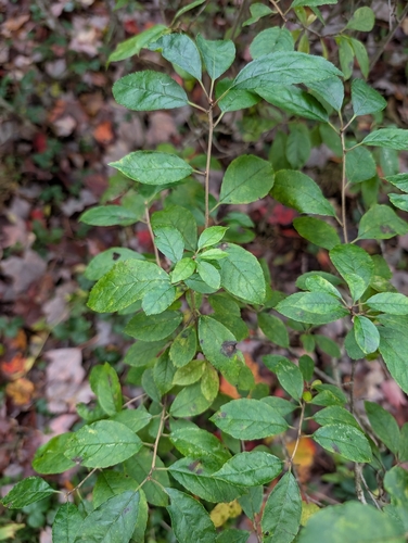 Mountain holly