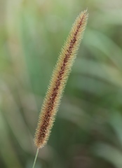 Setaria sphacelata sericea