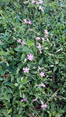 Silene pendula