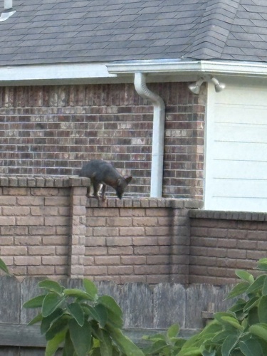 Gray Fox observed by wolfera