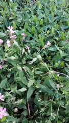 Silene pendula