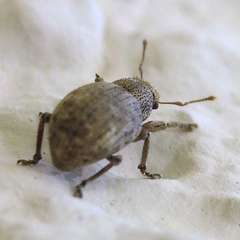 Strophosoma capitatum