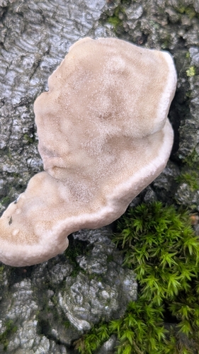 Hairy Bracket