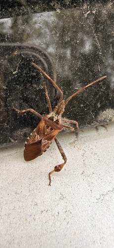 Western Conifer Seed Bug