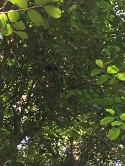 Ramphastos vitellinus ariel