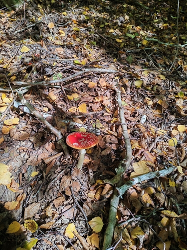 Fly Agaric