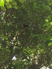 Ramphastos vitellinus ariel