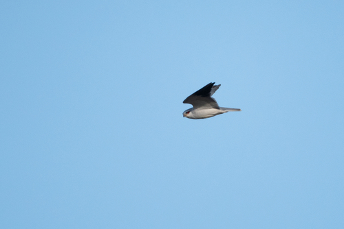 African Black-winged Kite