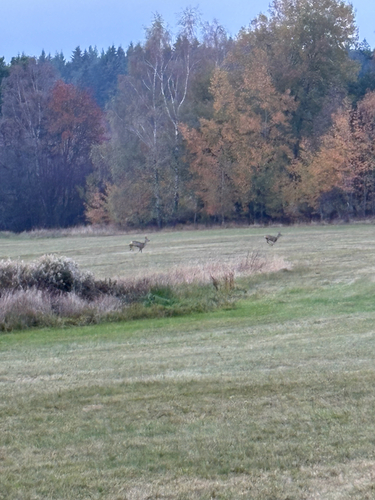 Western Roe Deer