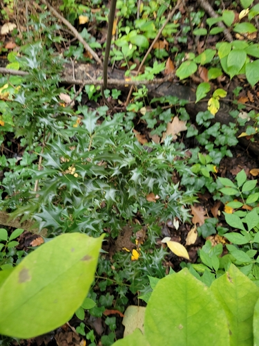 Osmanthus heterophyllus observed 2026-10-17