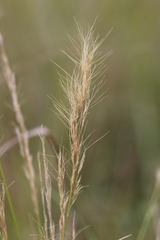 Aristida congesta congesta
