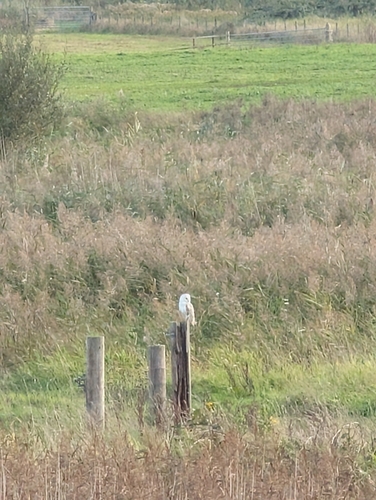 Western Barn Owl observed by turdusmaximusdecimusmeridius