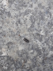 Armadillidium vulgare