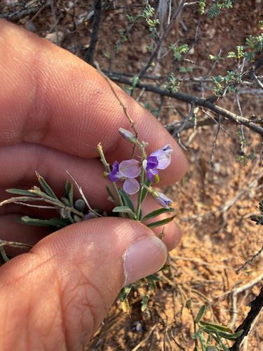 Blue Milkwort