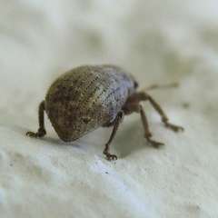 Strophosoma capitatum