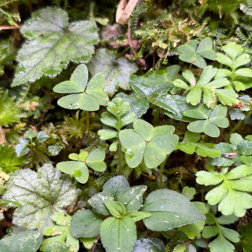 Oxalis griffithii observed 2026-10-17