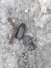 Armadillidium vulgare