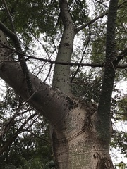 Ceiba speciosa
