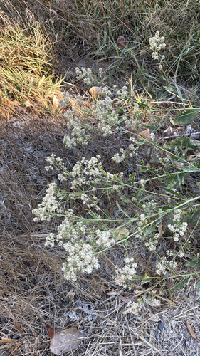 Lepidium latifolium, 2026-10-17