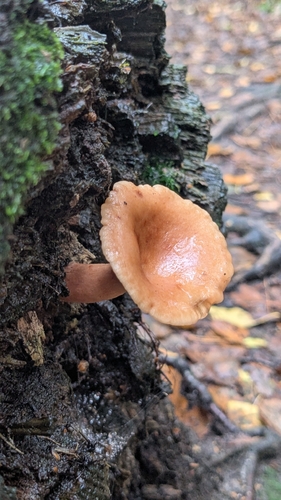 Birch Milkcap