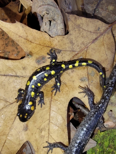 Spotted Salamander observed by agrippa313