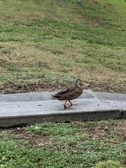 Anas platyrhynchos × fulvigula