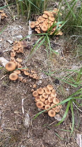 Honey Mushroom