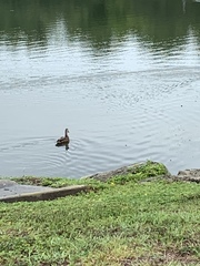 Anas platyrhynchos × fulvigula