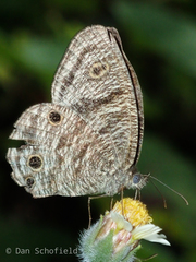Ypthima loryma