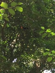 Ramphastos vitellinus ariel