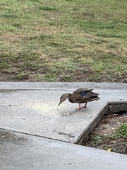 Anas platyrhynchos × fulvigula