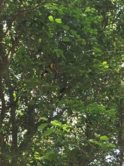 Ramphastos vitellinus ariel