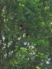 Ramphastos vitellinus ariel