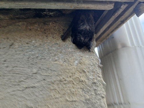 Silver-haired Bat observed by annakofron