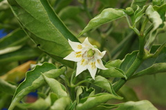 Capsicum baccatum