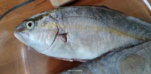 Greater Amberjack