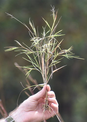 Dichanthelium angustifolium, 2026-10-15