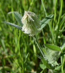 Trifolium eriocephalum eriocephalum
