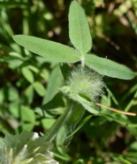 Trifolium eriocephalum eriocephalum