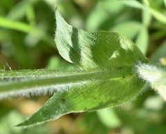 Trifolium eriocephalum eriocephalum