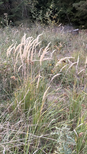 Bushgrass