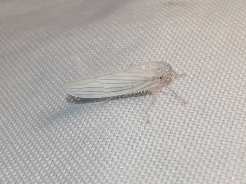 White Rice Leafhopper